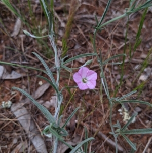 Convolvulus angustissimus subsp. angustissimus at Mitiamo, VIC - 23 Oct 2021 02:46 PM