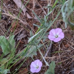 Convolvulus angustissimus subsp. angustissimus at Mitiamo, VIC - 23 Oct 2021