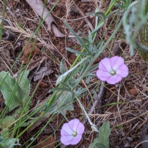 Convolvulus angustissimus subsp. angustissimus at Mitiamo, VIC - 23 Oct 2021