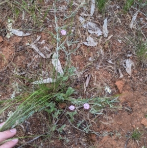 Convolvulus angustissimus subsp. angustissimus at Mitiamo, VIC - 23 Oct 2021