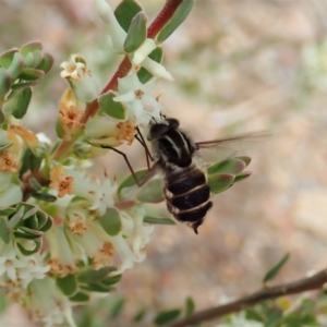 Trichophthalma laetilinea at Cook, ACT - 21 Oct 2021