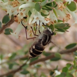 Trichophthalma laetilinea at Cook, ACT - 21 Oct 2021