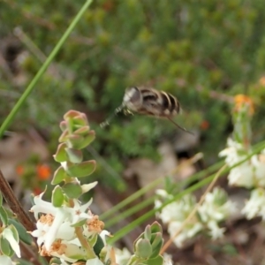 Trichophthalma laetilinea at Cook, ACT - 21 Oct 2021