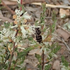 Trichophthalma laetilinea at Cook, ACT - 21 Oct 2021