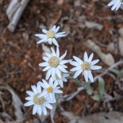 Rhodanthe corymbiflora (Paper Sunray) at Mitiamo, VIC - 23 Oct 2021 by Darcy