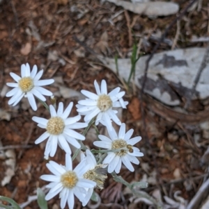 Rhodanthe corymbiflora at Mitiamo, VIC - 23 Oct 2021 02:48 PM