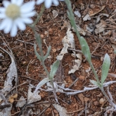 Rhodanthe corymbiflora at Mitiamo, VIC - 23 Oct 2021 02:48 PM