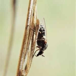 Ceratopogonidae (family) at Cook, ACT - 15 Oct 2021 04:25 PM