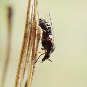 Ceratopogonidae (family) at Cook, ACT - 15 Oct 2021 04:25 PM