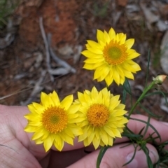 Xerochrysum viscosum (Sticky Everlasting) at Terrick Terrick National Park - 23 Oct 2021 by Darcy