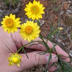 Xerochrysum viscosum at Mitiamo, VIC - 23 Oct 2021