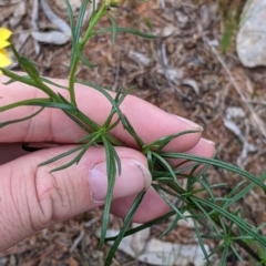 Xerochrysum viscosum at Mitiamo, VIC - 23 Oct 2021 02:49 PM