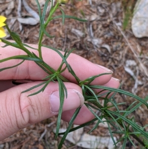 Xerochrysum viscosum at Mitiamo, VIC - 23 Oct 2021 02:49 PM