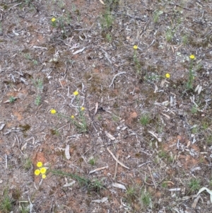 Xerochrysum viscosum at Mitiamo, VIC - 23 Oct 2021 02:49 PM