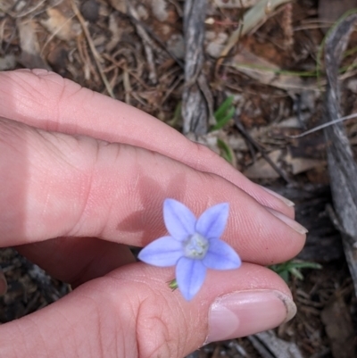Wahlenbergia gracilis (Australian Bluebell) at Mitiamo, VIC - 23 Oct 2021 by Darcy