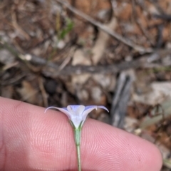 Wahlenbergia gracilis at Mitiamo, VIC - 23 Oct 2021 02:51 PM