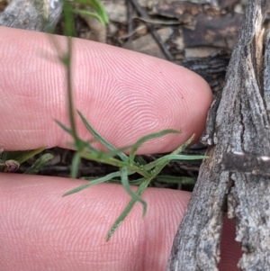 Wahlenbergia gracilis at Mitiamo, VIC - 23 Oct 2021 02:51 PM