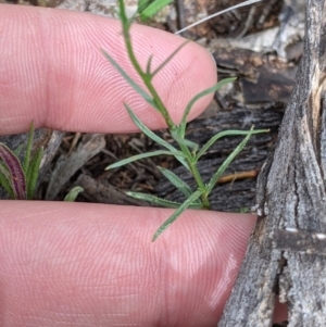 Wahlenbergia gracilis at Mitiamo, VIC - 23 Oct 2021 02:51 PM