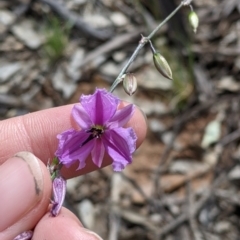 Arthropodium fimbriatum (Nodding Chocolate Lily) at Terrick Terrick, VIC - 23 Oct 2021 by Darcy