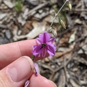 Arthropodium fimbriatum at Terrick Terrick, VIC - 23 Oct 2021