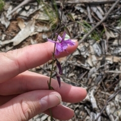 Arthropodium fimbriatum at Terrick Terrick, VIC - 23 Oct 2021