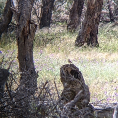 Aphelocephala leucopsis (Southern Whiteface) at Terrick Terrick National Park - 23 Oct 2021 by Darcy