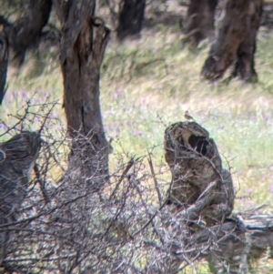 Aphelocephala leucopsis at Terrick Terrick, VIC - 23 Oct 2021