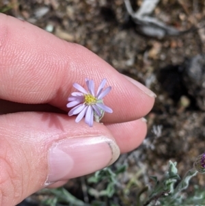 Vittadinia gracilis at Terrick Terrick, VIC - 23 Oct 2021