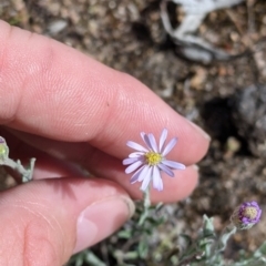 Vittadinia gracilis at Terrick Terrick, VIC - 23 Oct 2021