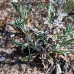 Vittadinia gracilis at Terrick Terrick, VIC - 23 Oct 2021