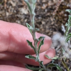 Vittadinia gracilis at Terrick Terrick, VIC - 23 Oct 2021