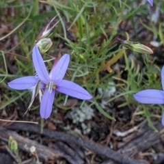 Isotoma axillaris (Australian Harebell, Showy Isotome) at Terrick Terrick National Park - 23 Oct 2021 by Darcy