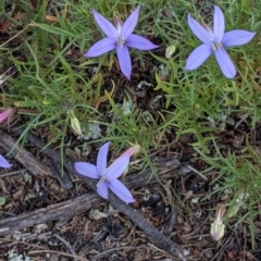 Isotoma axillaris at Terrick Terrick, VIC - 23 Oct 2021 03:47 PM