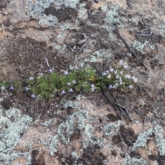 Isotoma axillaris at Terrick Terrick, VIC - 23 Oct 2021