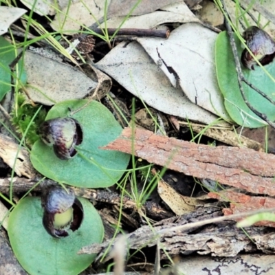 Corysanthes incurva (Slaty Helmet Orchid) at Aranda Bushland - 24 Oct 2021 by CathB