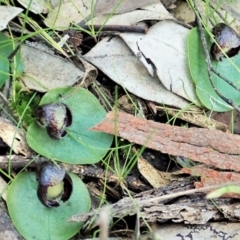Corysanthes incurva (Slaty helmet orchid) at Point 4081 - 24 Oct 2021 by CathB