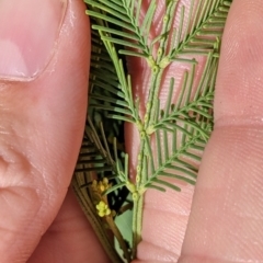 Acacia deanei subsp. paucijuga (Green Wattle) at Terrick Terrick National Park - 23 Oct 2021 by Darcy