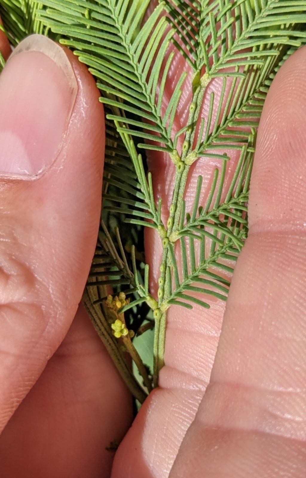 Acacia deanei subsp. paucijuga at Terrick Terrick, VIC - 23 Oct 2021