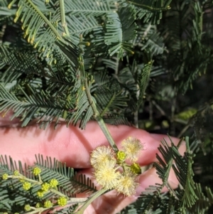 Acacia deanei subsp. paucijuga at Terrick Terrick, VIC - 23 Oct 2021 03:49 PM