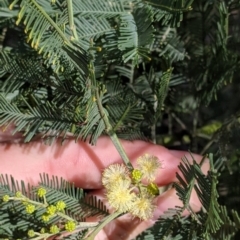 Acacia deanei subsp. paucijuga at Terrick Terrick, VIC - 23 Oct 2021