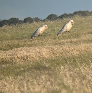 Cacatua tenuirostris at Jungaburra, VIC - 23 Oct 2021