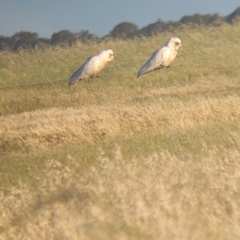 Cacatua tenuirostris at Jungaburra, VIC - 23 Oct 2021 06:41 PM