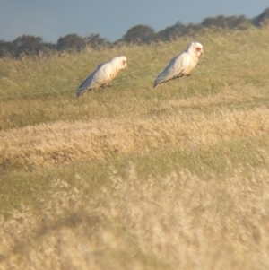 Cacatua tenuirostris at Jungaburra, VIC - 23 Oct 2021 06:41 PM