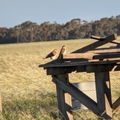 Falco cenchroides (Nankeen Kestrel) at Terrick Terrick, VIC - 23 Oct 2021 by Darcy