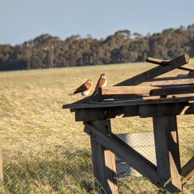 Falco cenchroides (Nankeen Kestrel) at Terrick Terrick, VIC - 23 Oct 2021 by Darcy