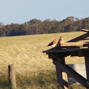 Falco cenchroides at Terrick Terrick, VIC - 23 Oct 2021 06:52 PM