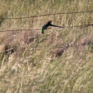 Psephotus haematonotus at Terrick Terrick, VIC - 23 Oct 2021 06:55 PM