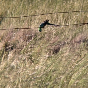 Psephotus haematonotus at Terrick Terrick, VIC - 23 Oct 2021