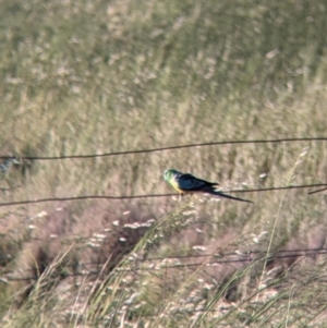 Psephotus haematonotus at Terrick Terrick, VIC - 23 Oct 2021 06:55 PM