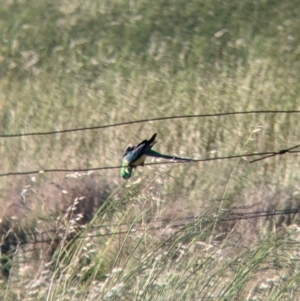 Psephotus haematonotus at Terrick Terrick, VIC - 23 Oct 2021 06:55 PM